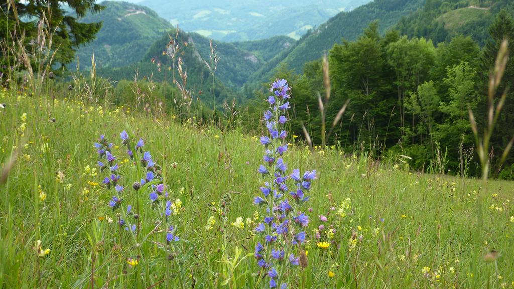 Orchideenwiese Laussa