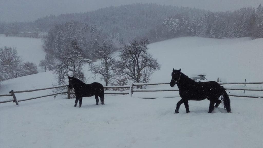 Pferde im Winter