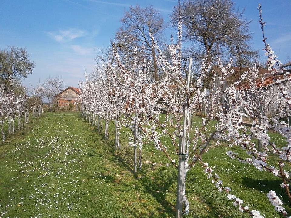 Marillenblüte im Frühjahr beim Marillenbauer Dallinger, Geinberg
