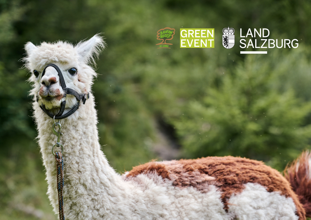 alpaka-erlebnis-zauchensee