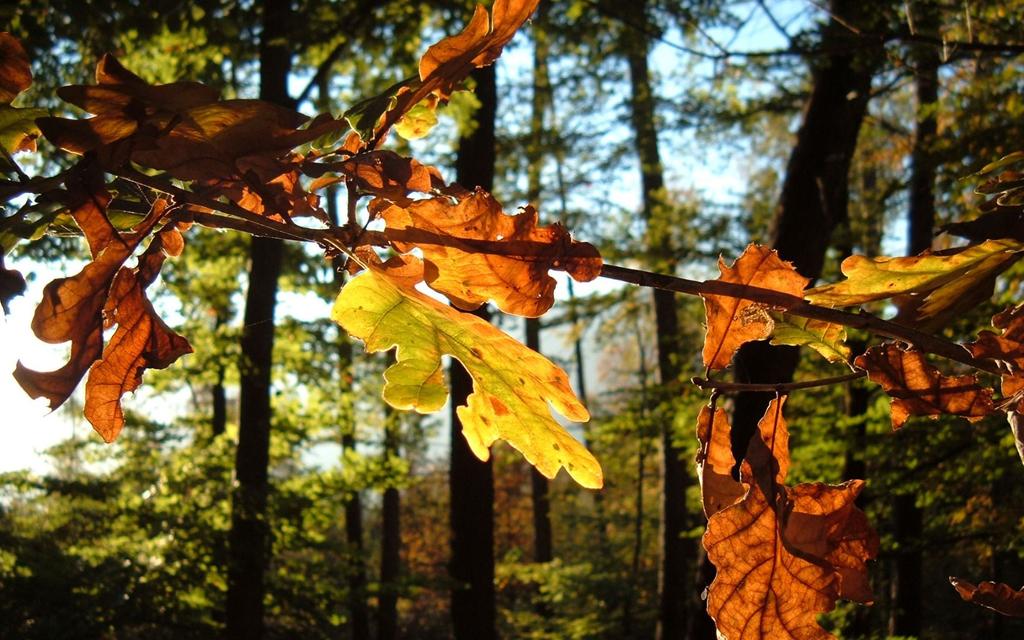 102_2986.jpg