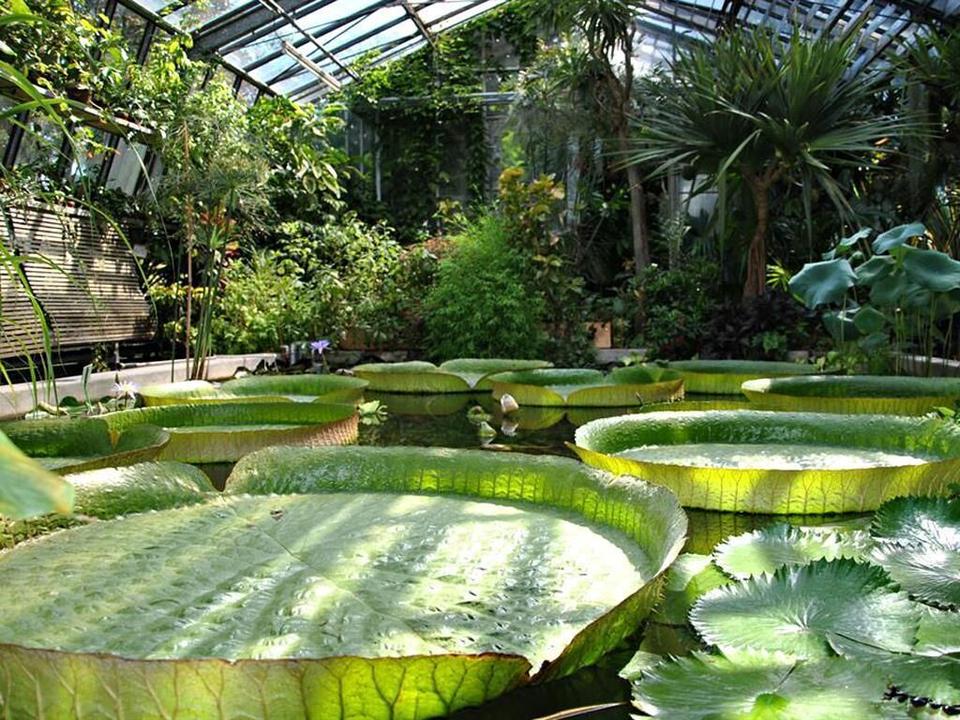 Palmenhaus Victoria