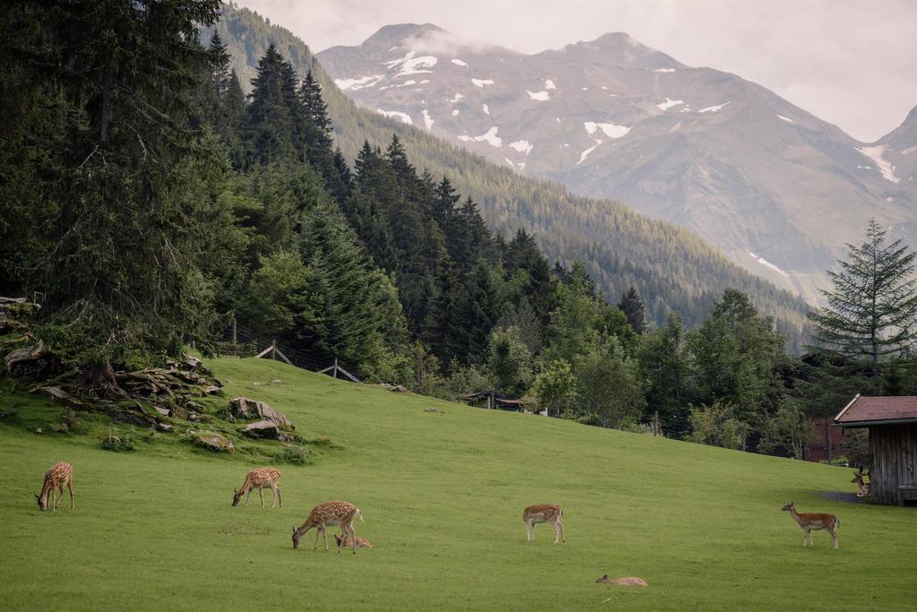 Wildpark Ferleiten - Rehgehege