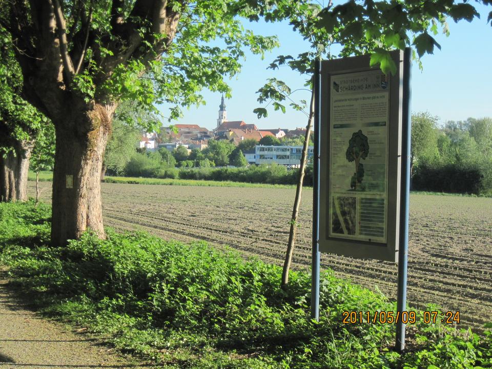 Innauen