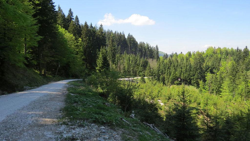 Forststraße am Hochplett