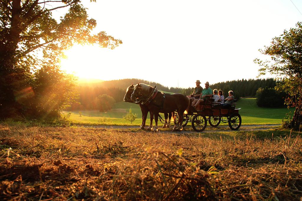 Kutschenfahrt Sonnenuntergang Mühlviertel