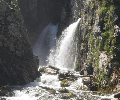 Dachserfall