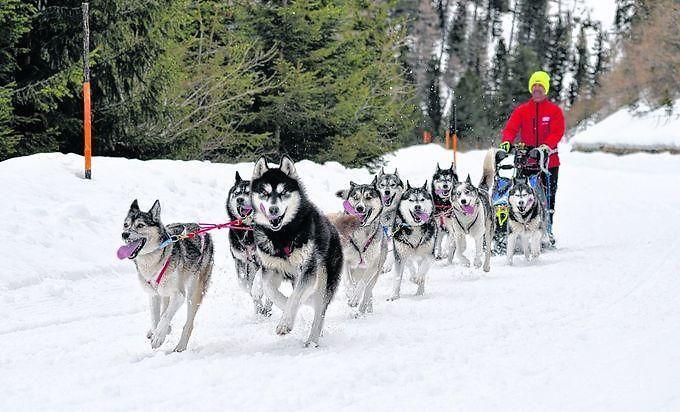 Husky Europameister