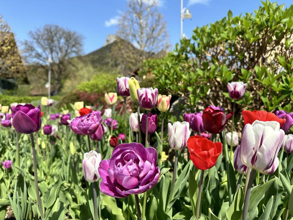 Tulpen