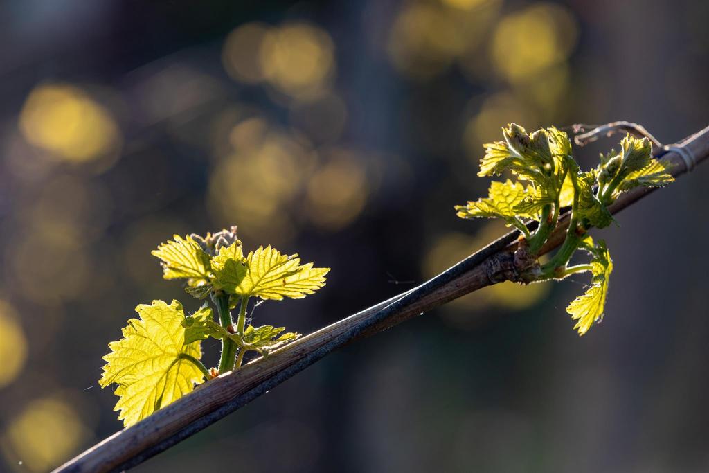 Weinrebe