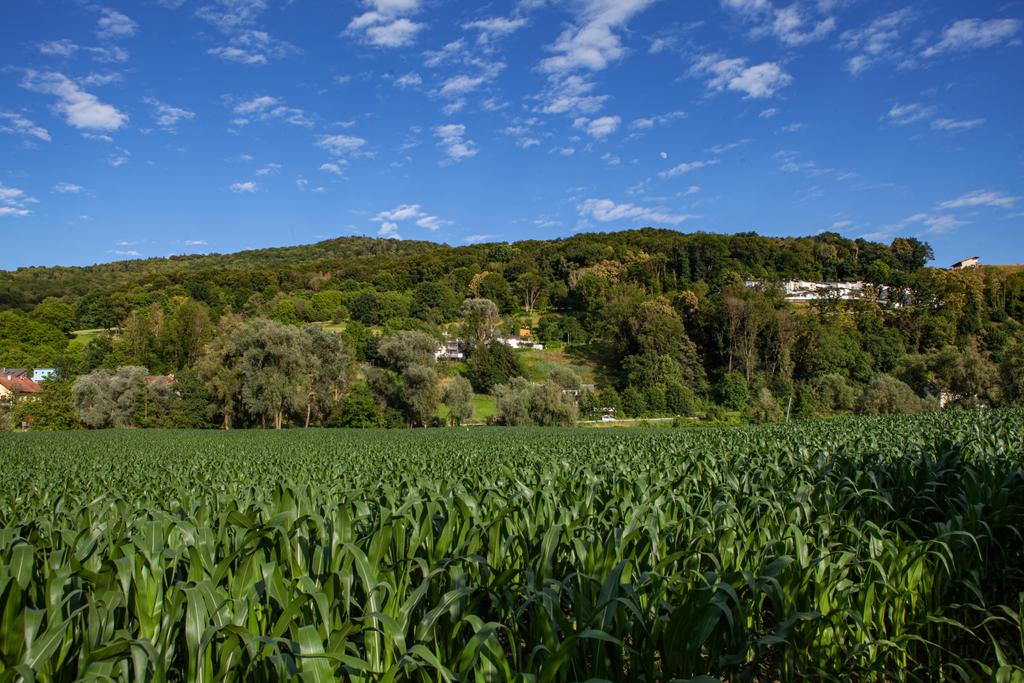 Blick Plesching zum Pfenningberg