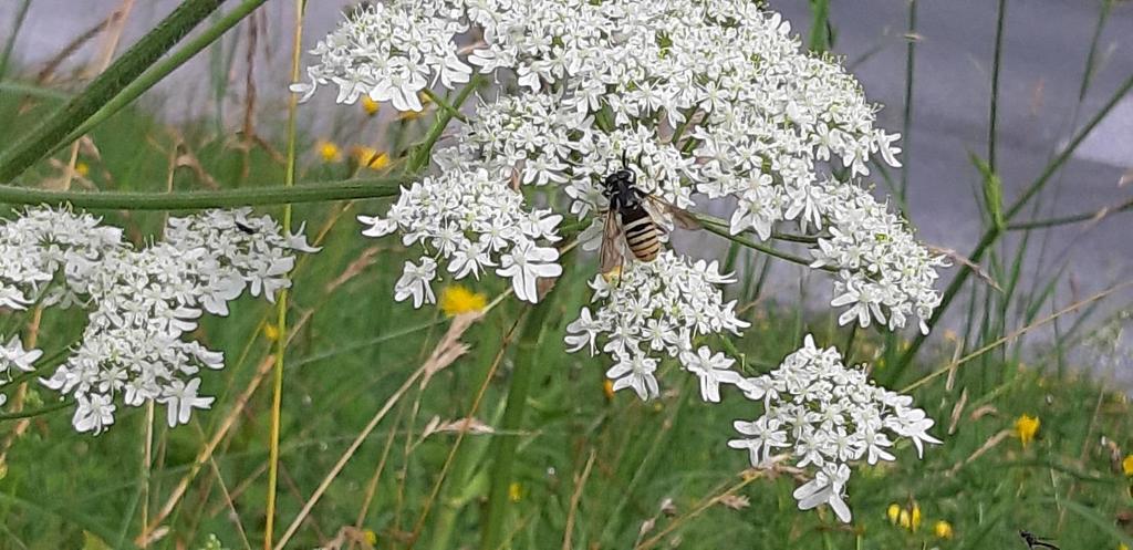 Flora und Fauna