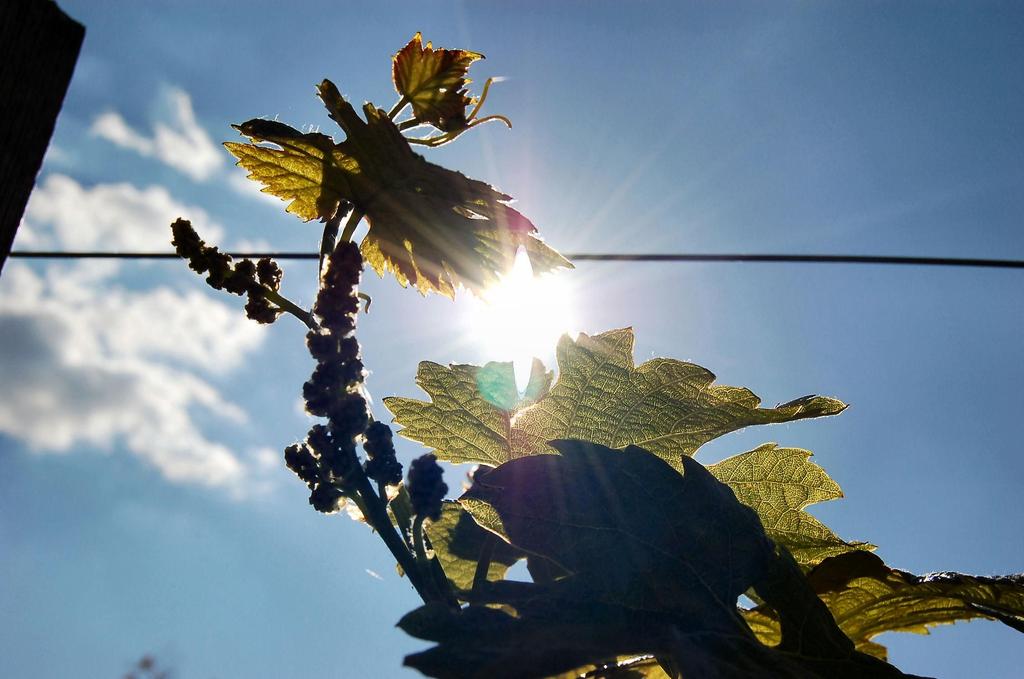 Nach der Blüte