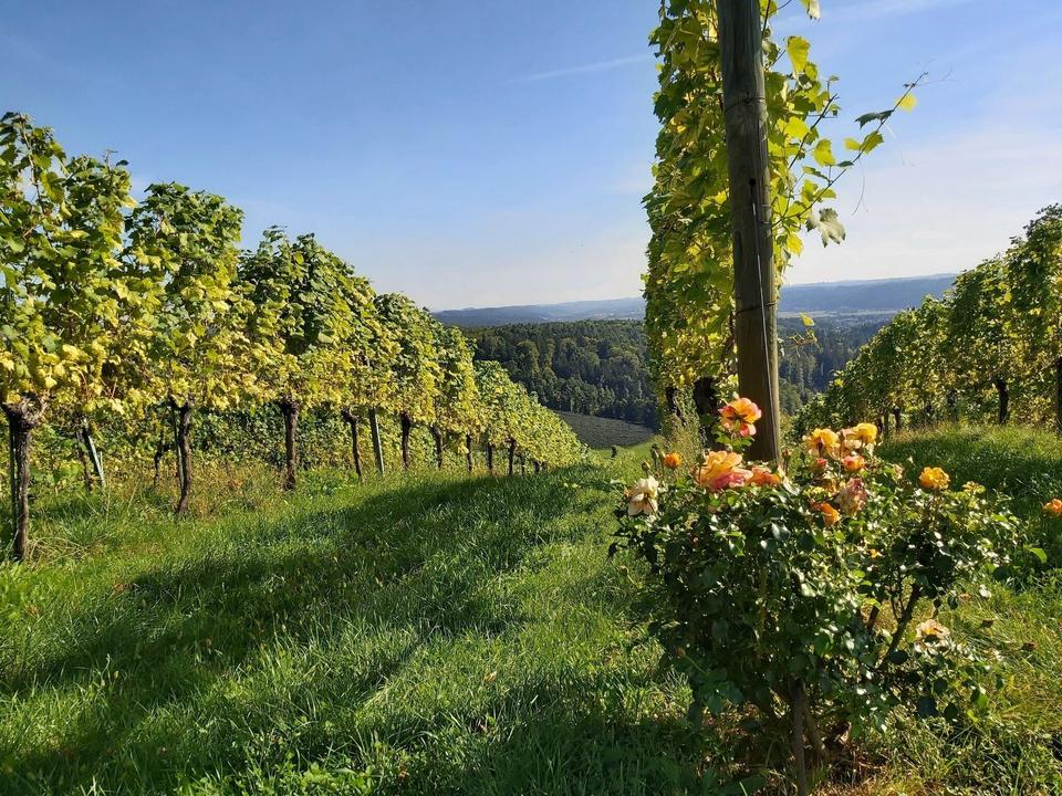 Ausblick in die Weinberge, Gleisdorf in der Oststeiermark