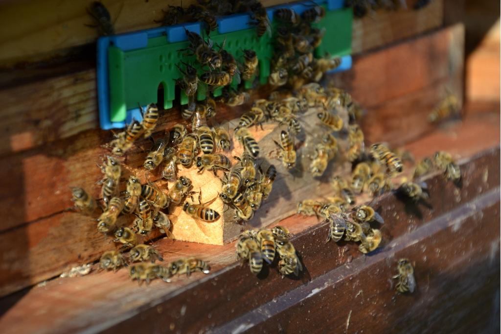 Bioimkerei Fischer