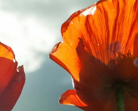 blume