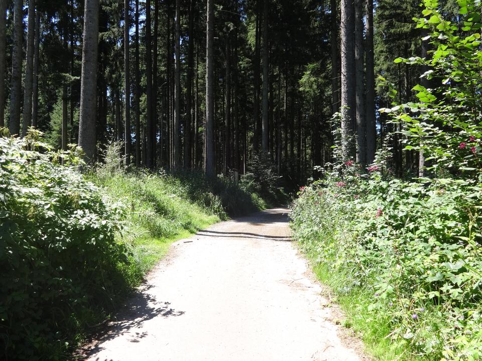 Waldweg