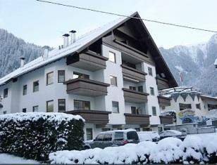 Alpencrysantheme Winter