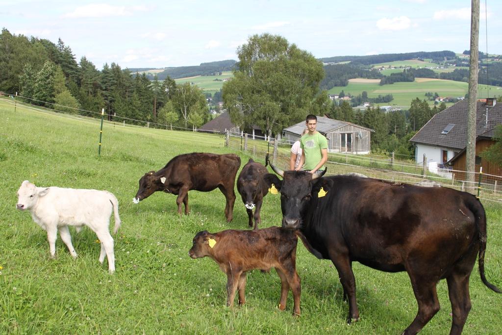 Kleinstcamping Naturöle Pauss - Wagyrinder