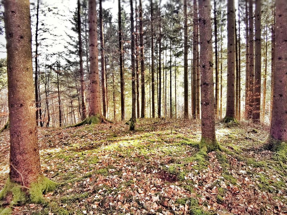 Wald in Grünau im Almtal