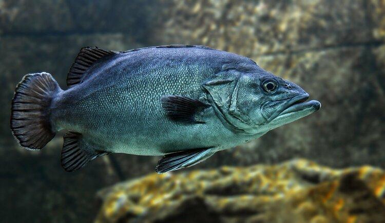 Fisch - Symbolfoto