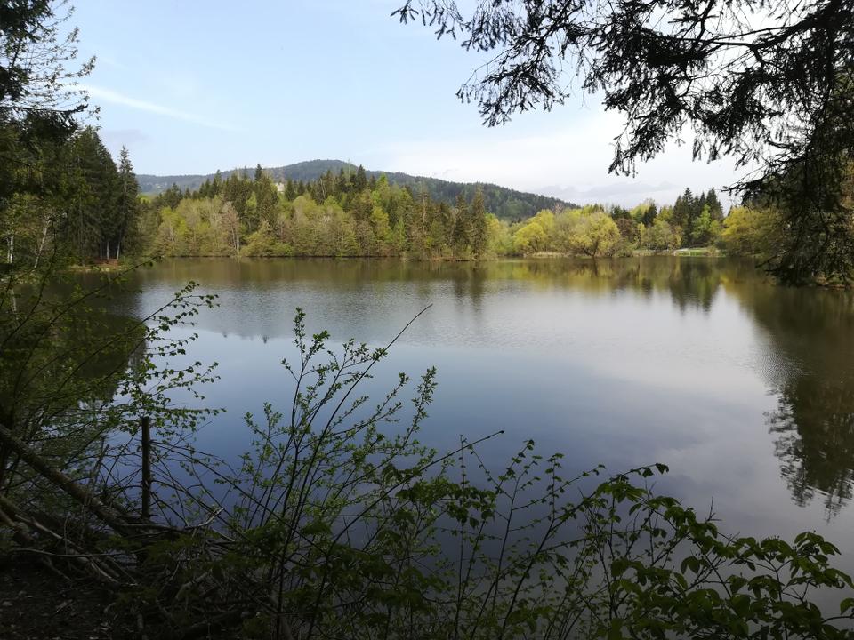 der westliche Teil des Mitterteiches - im Hintergrund die Ruine der Arnulfsfestung