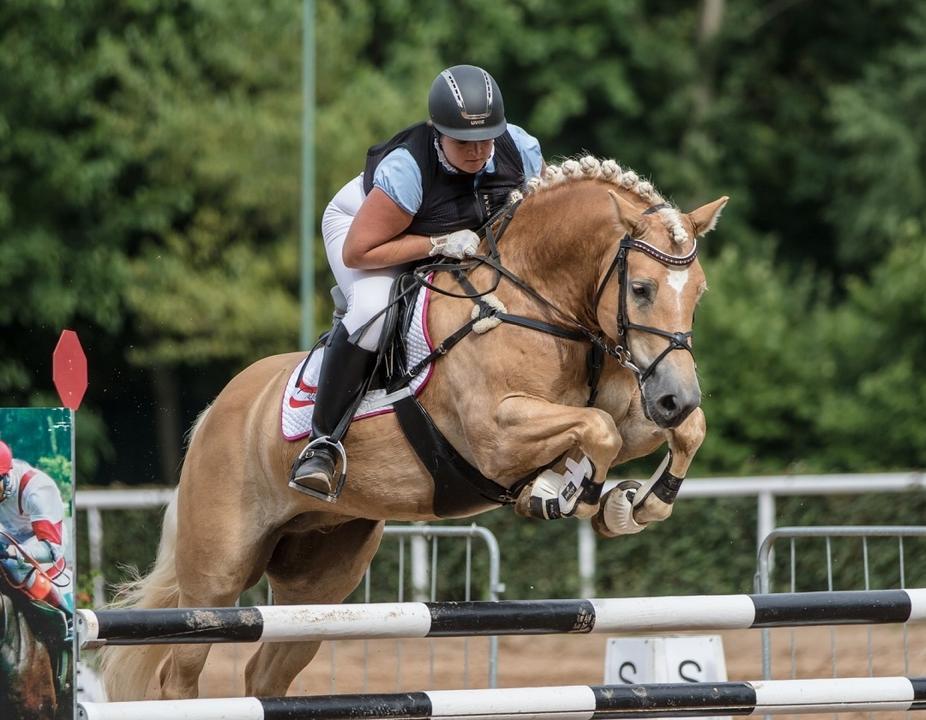 M.-europaeisches Haflingerchampionat (c) Reitverein Stampfental