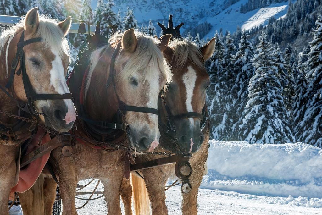 Kutschenfahrt Thierbach Winter