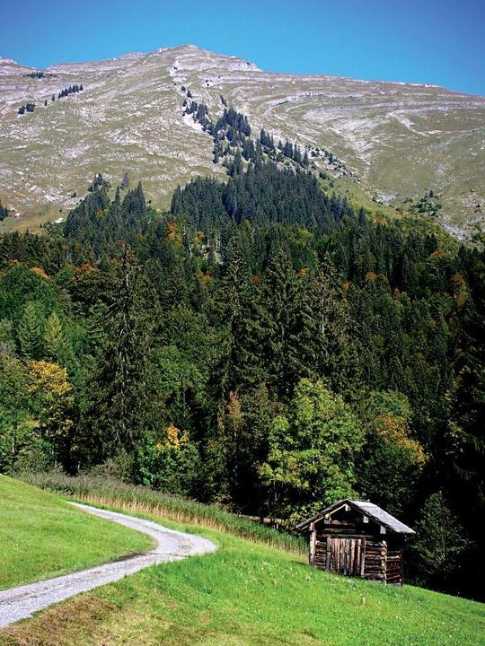 Auer Ried