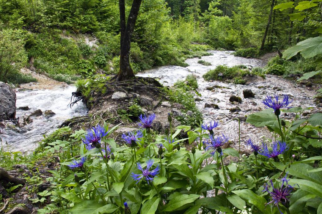 Flockenblume am Steyr Ursprung
