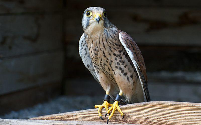 Greifvogelpark