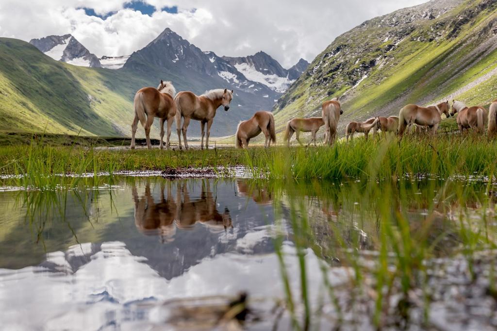 Haflinger Rotmoostal Gurgl