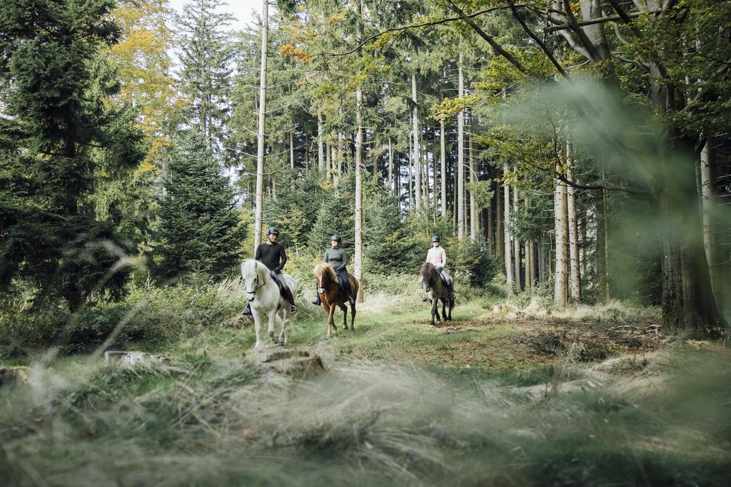 PferdeWald_OberoesterreichTourismusHausruckwaldTomSon.jpg