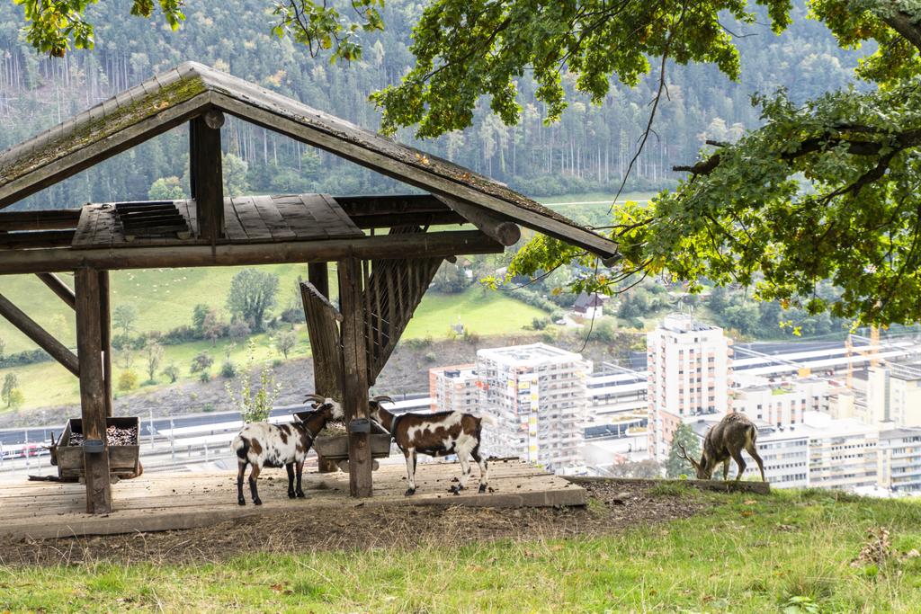 Wildpark Feldkirch
