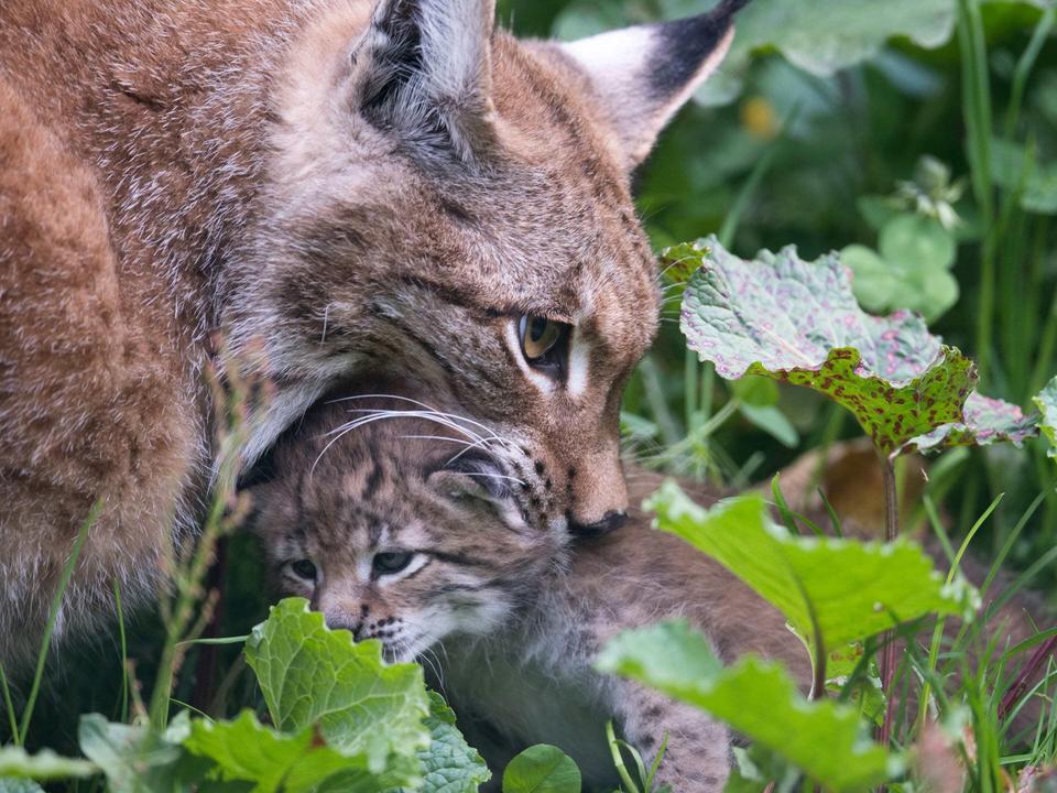 Wildtiere aus nächste Nähe im Wildpark Ferleiten