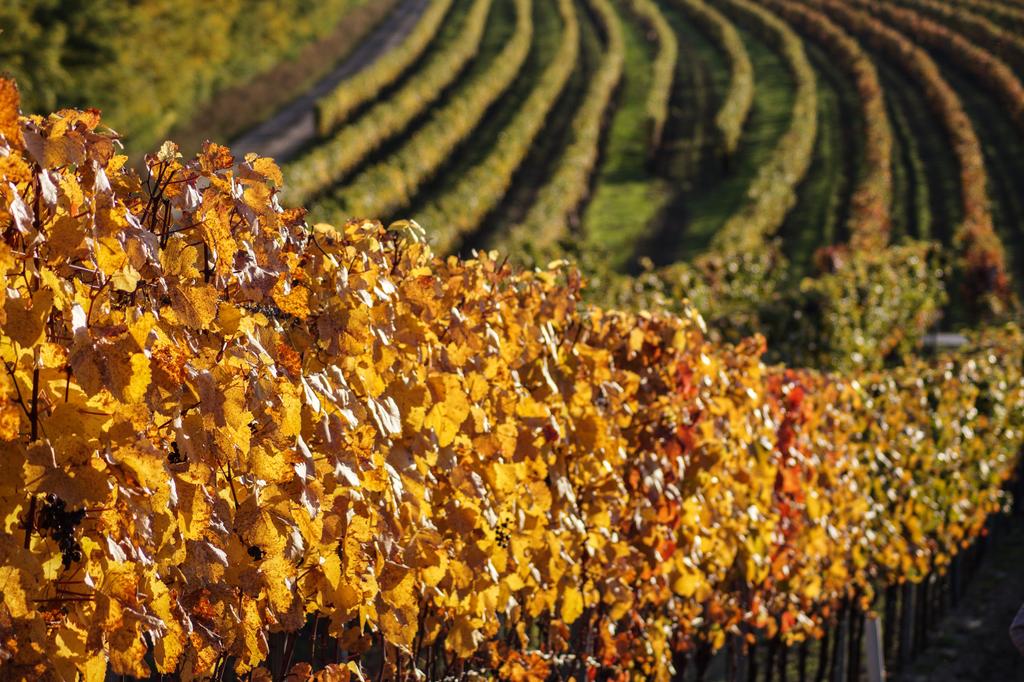 Herbststimmung