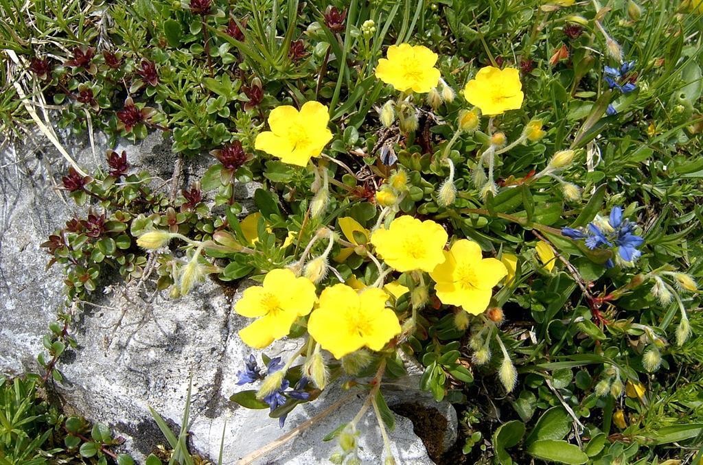 Blumen