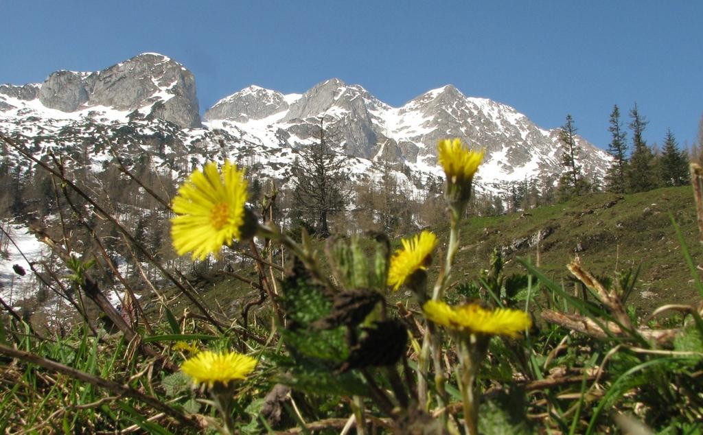 Quehenbergalm