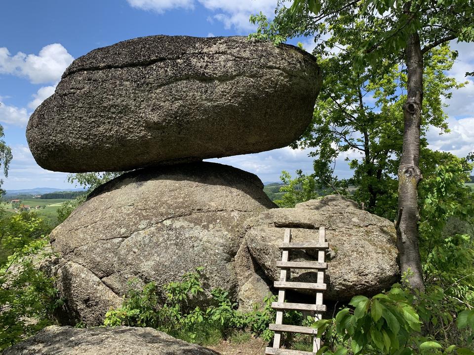 Titelbild_Schwammerling