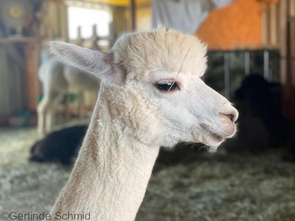 Alpaka