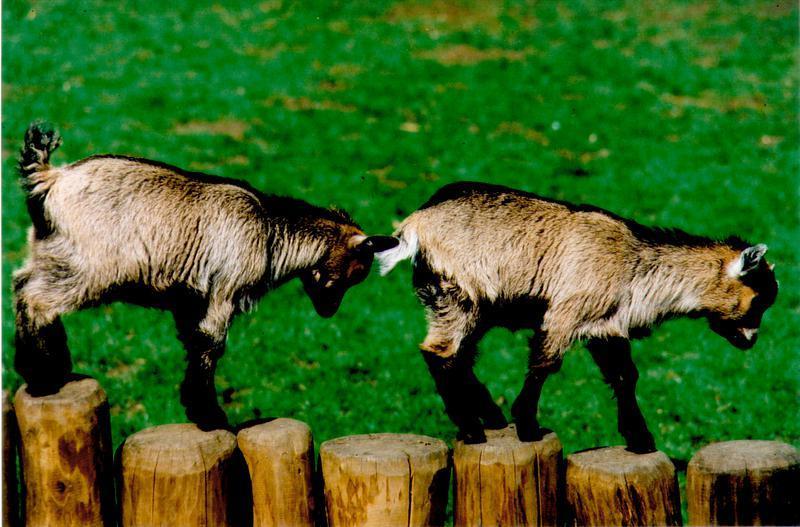 Wels: Tierpark Wels