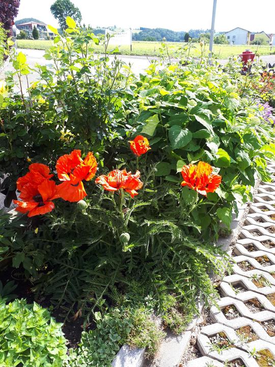 Mohnblumen
