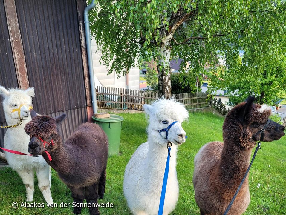 Alpaks von der Sonnenweide 2