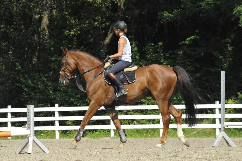 Reiten