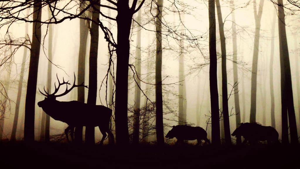 Wildschweine und Hirsch