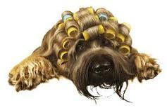 Hundefrisör
