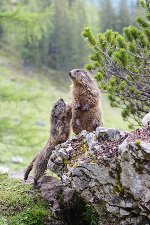 murmeltiere-natur-filzmoos-sommer