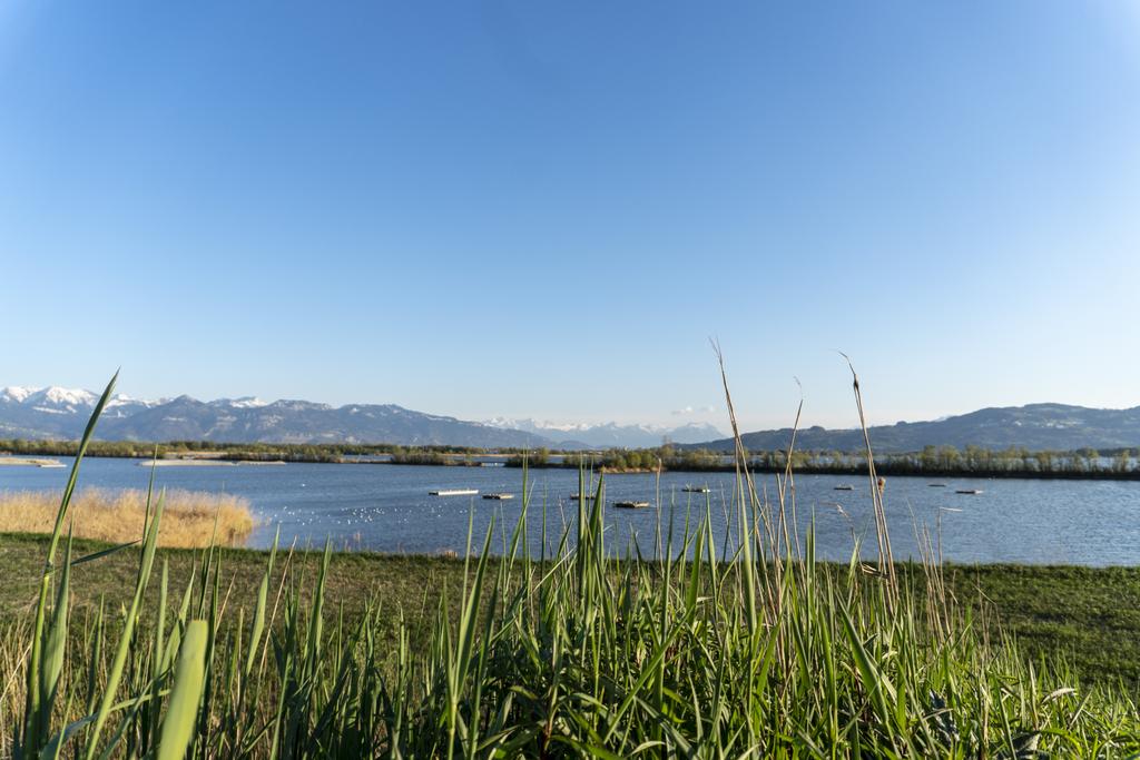 Lagunenrundweg Fußach Vögel Nistplätze