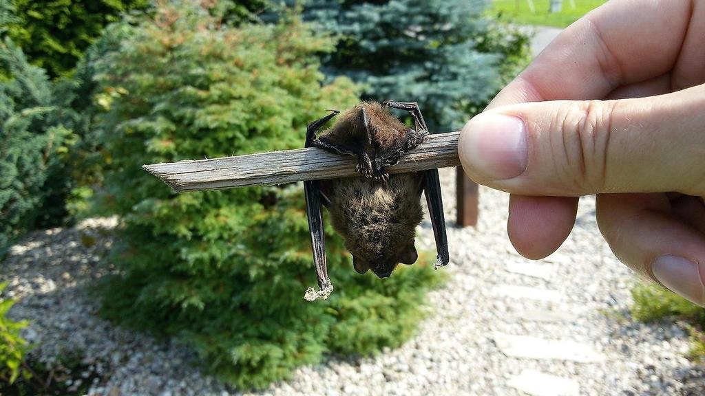 Fledermaus
