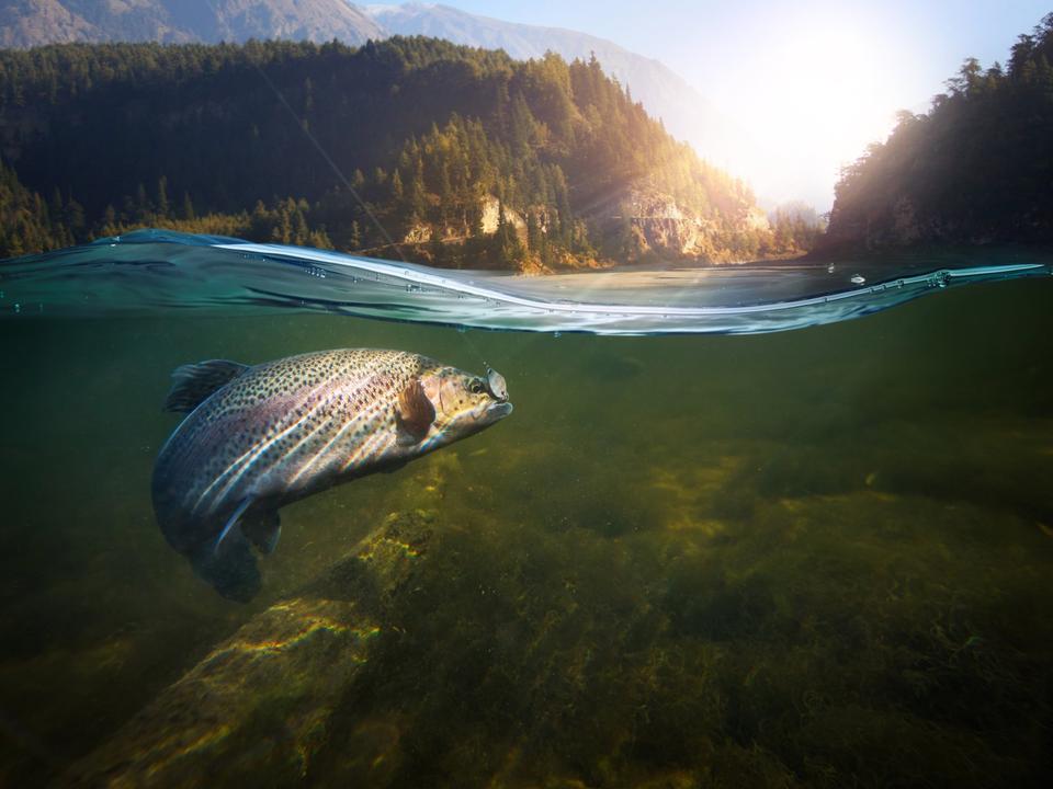 Fisch am Haken unter Wasser